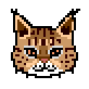 cougar