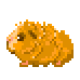 guineapig