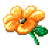 orangeflower