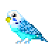 parakeet