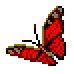 redbutterfly
