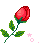 rose5