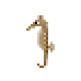 seahorse