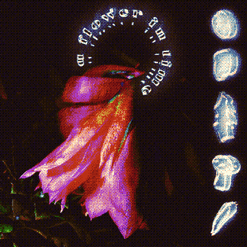 A Flower in Time