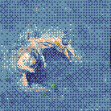 bird