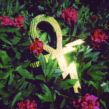 Paraphernalia