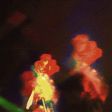Petals on the Moon