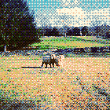 Virginia Pastoral