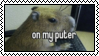 a capybara: on my puter