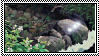 a forest stream